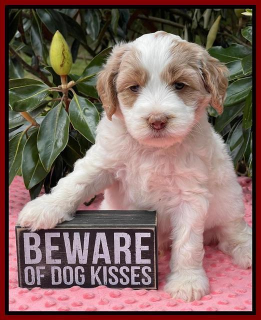Rosie Gambler 5 WK OLD pups 441
