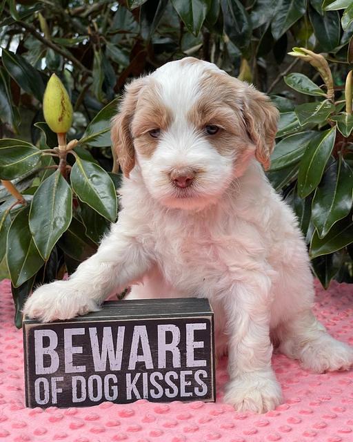 Rosie Gambler 5 WK OLD pups 451