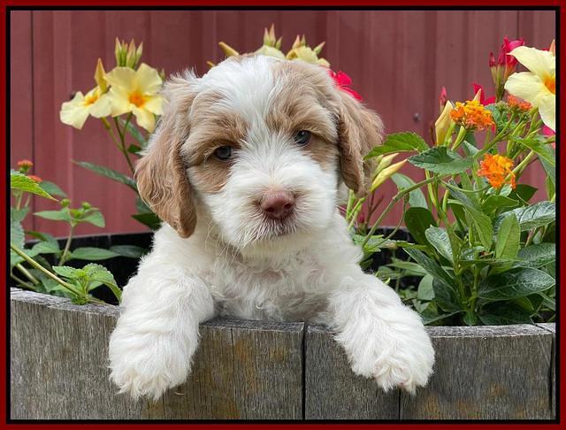 Rosie Gambler 6 wk old 371