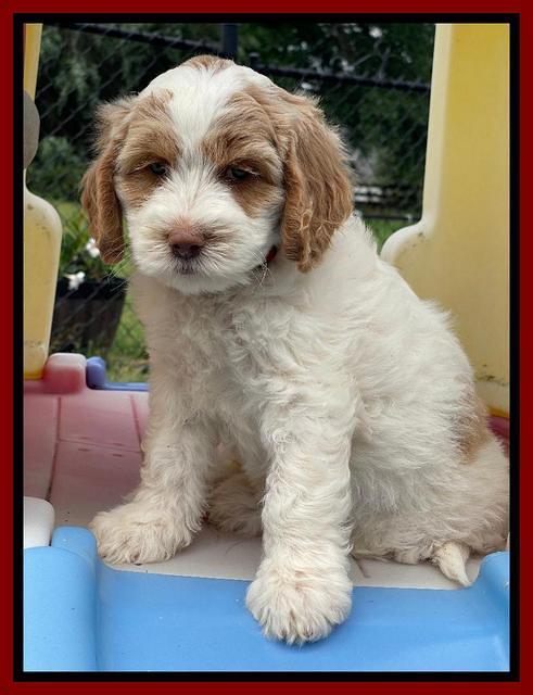 Rosie Gambler 7 wk old 441