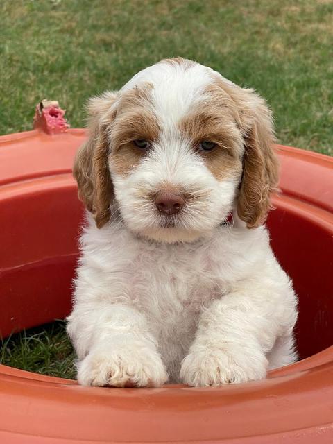 Rosie Gambler 7 wk old 461