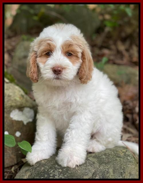 Rosie Gambler 8 wks old 131