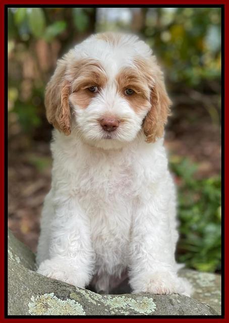 Rosie Gambler 8 wks old 151