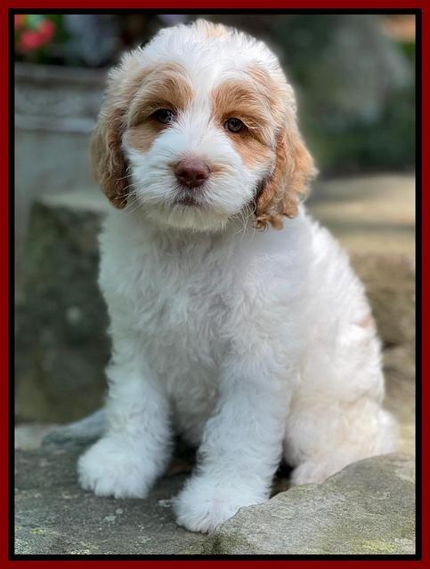 Rosie Gambler 8 wks old 161