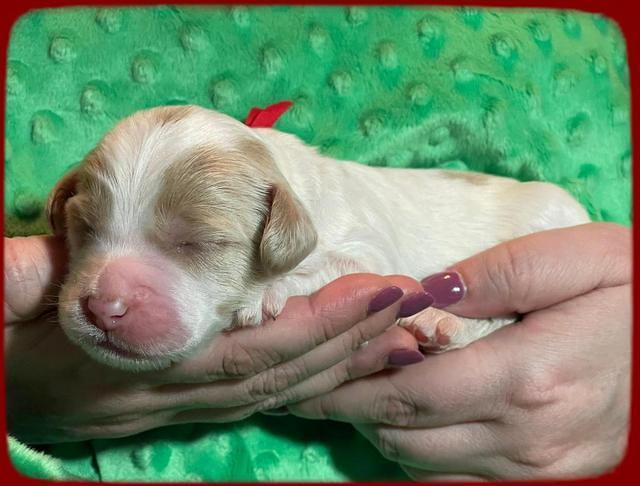 Rosie Gambler ONE WK OLD pups 231