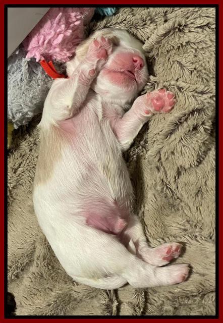 Rosie Gambler ONE WK OLD pups 241