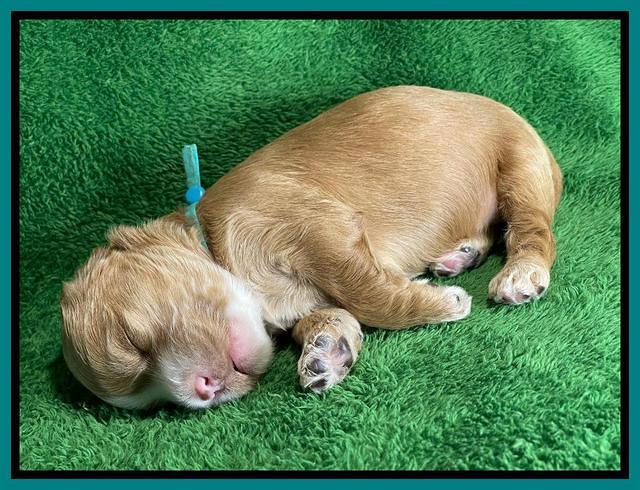 Rosie Gambler 2 WK OLD pups 161