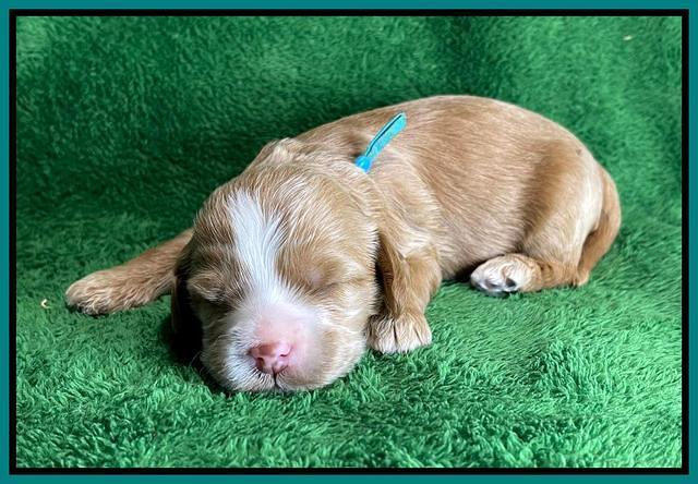 Rosie Gambler 2 WK OLD pups 171