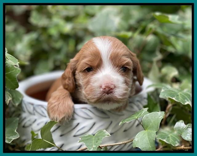 Rosie Gambler 3 WK OLD pups 351