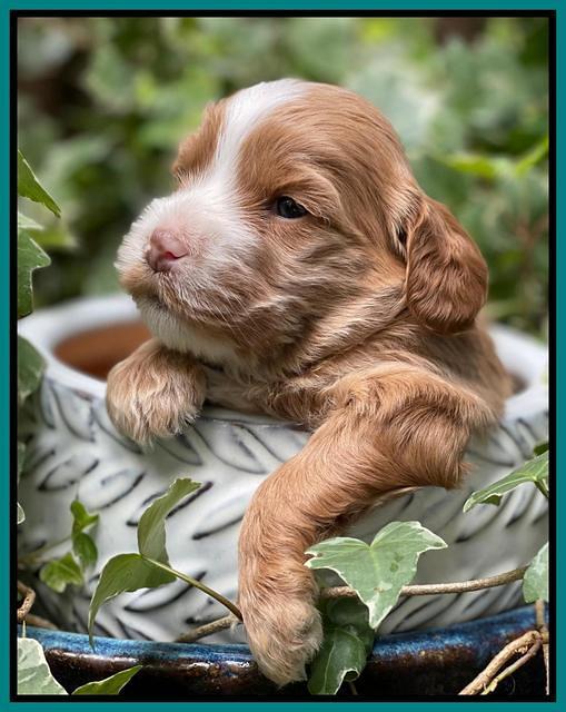 Rosie Gambler 3 WK OLD pups 371