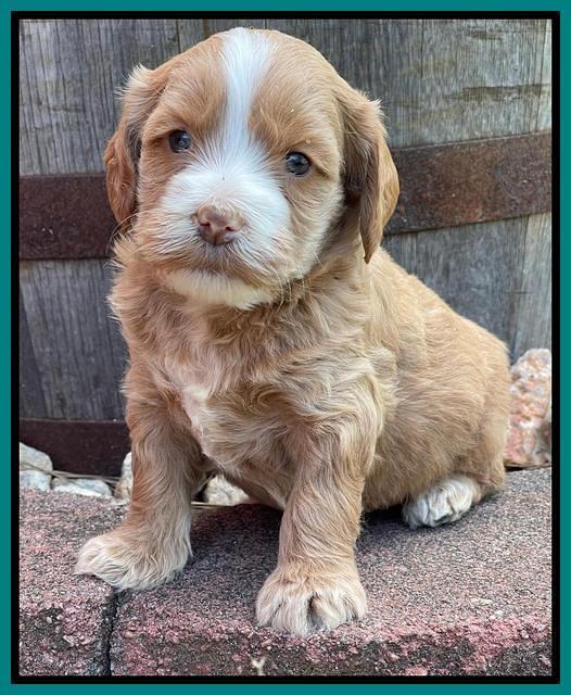 Rosie Gambler 4 WK OLD pups 351