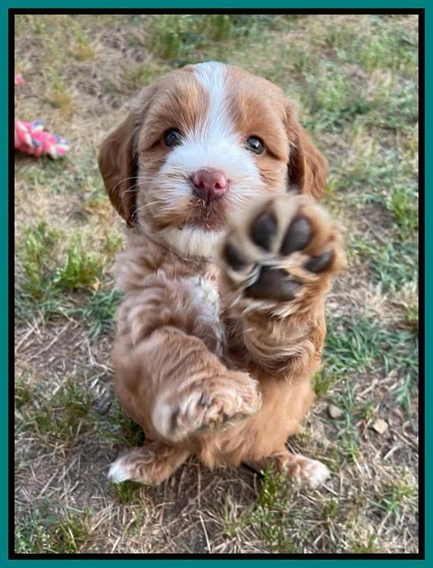 Rosie Gambler 6 wk old 411