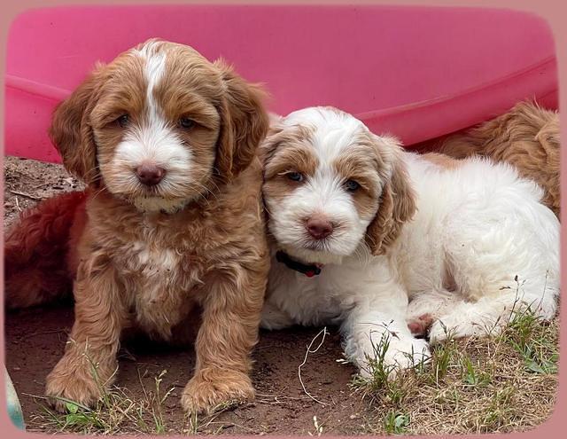 Rosie Gambler 7 wk old 521