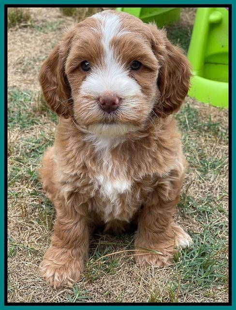 Rosie Gambler 7 wk old 551