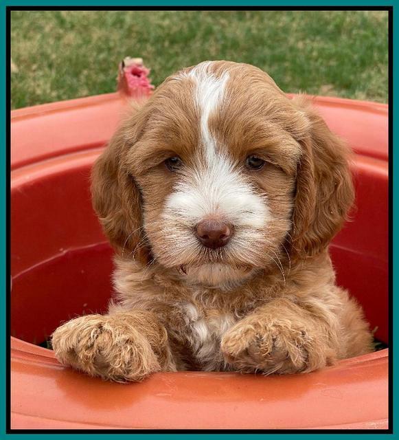 Rosie Gambler 7 wk old 581