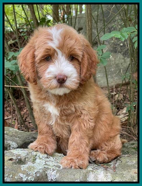 Rosie Gambler 8 wks old 2103321