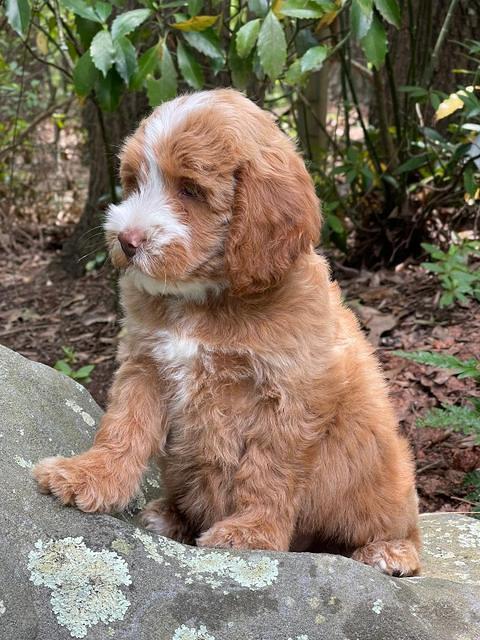 Rosie Gambler 8 wks old 3103321