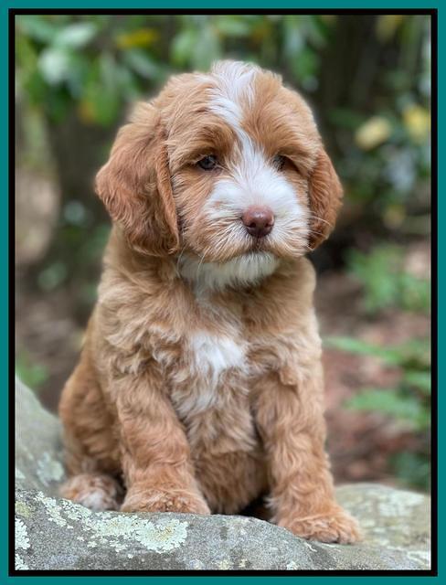 Rosie Gambler 8 wks old 6103321