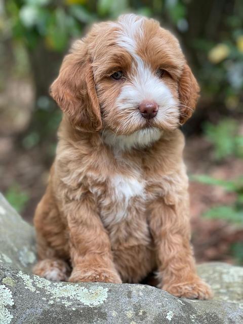Rosie Gambler 8 wks old 7103321