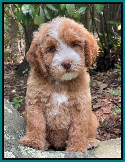 Rosie Gambler 8 wks old 9103321