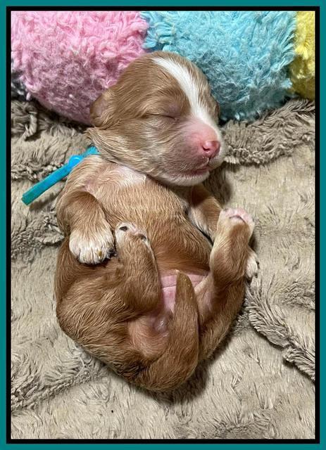 Rosie Gambler ONE WK OLD pups 251