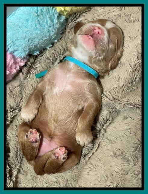 Rosie Gambler ONE WK OLD pups 271
