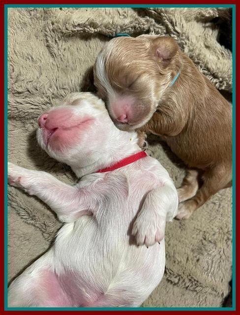 Rosie Gambler ONE WK OLD pups 281