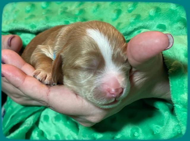 Rosie Gambler ONE WK OLD pups 291