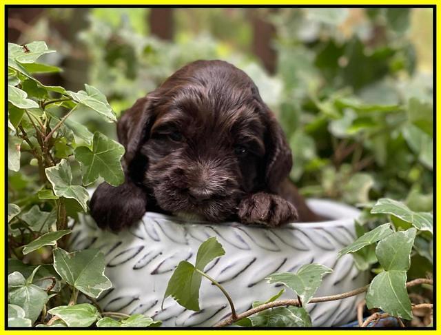 Rosie Gambler 3 WK OLD pups 421