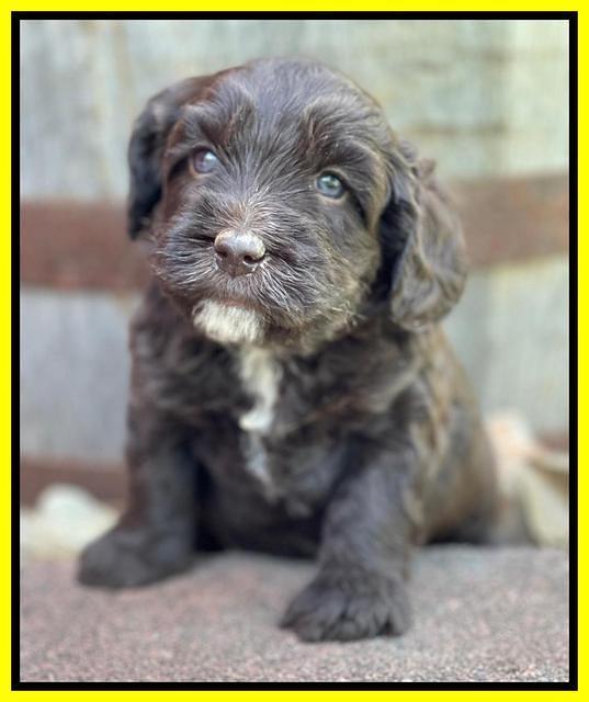 Rosie Gambler 4 WK OLD pups 411