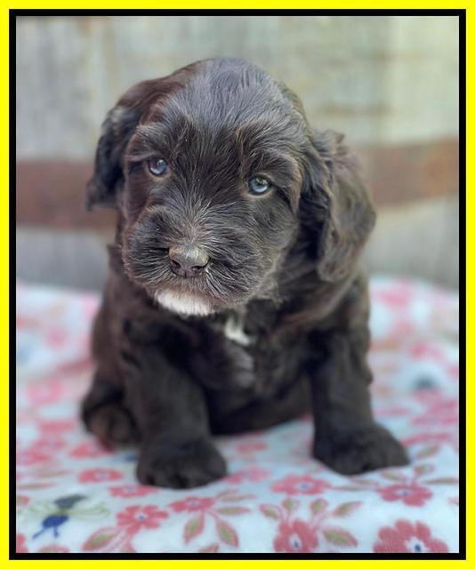 Rosie Gambler 4 WK OLD pups 431