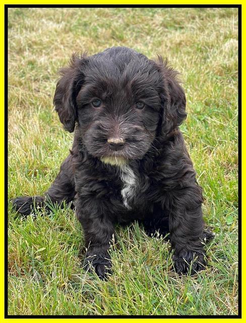 Rosie Gambler 5 WK OLD pups 521