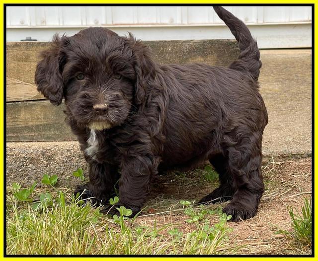 Rosie Gambler 5 WK OLD pups 541