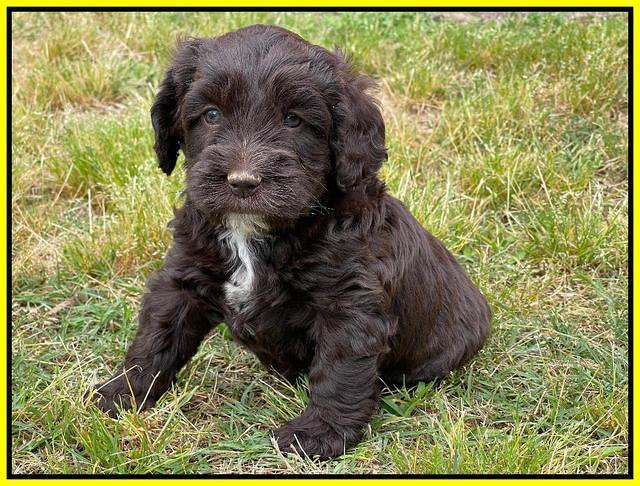 Rosie Gambler 5 WK OLD pups 551