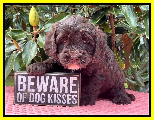 Rosie Gambler 5 WK OLD pups 561