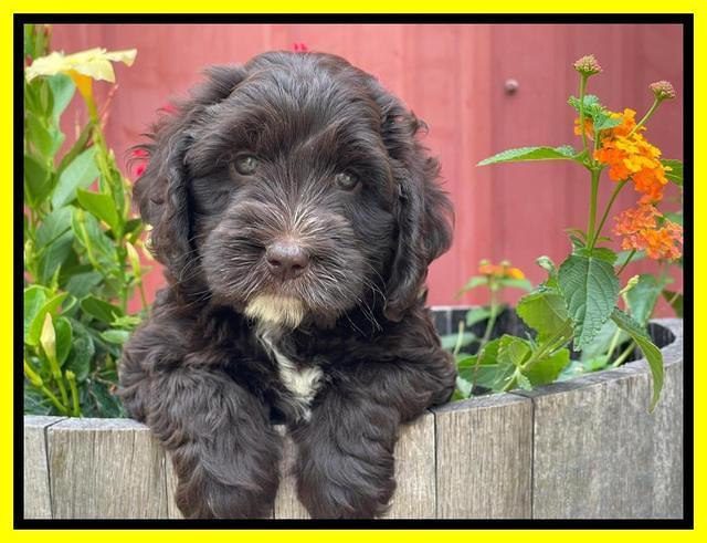 Rosie Gambler 6 wk old 171