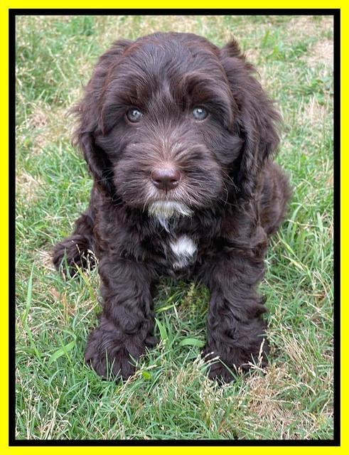 Rosie Gambler 7 wk old 181