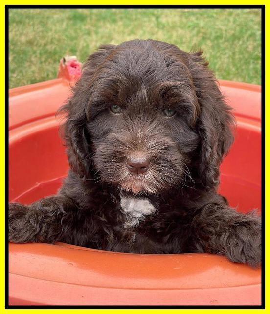 Rosie Gambler 7 wk old 231