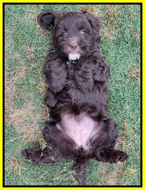Rosie Gambler 7 wk old 261