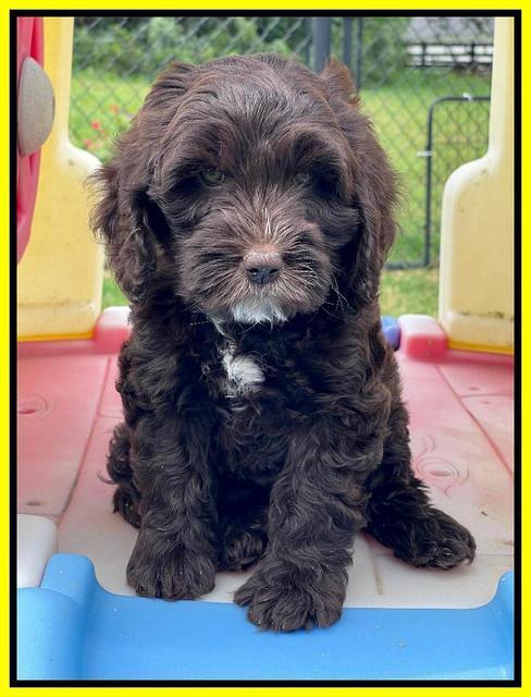 Rosie Gambler 7 wk old 271