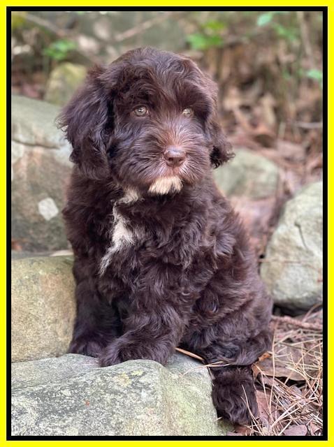 Rosie Gambler 8 wks old 201