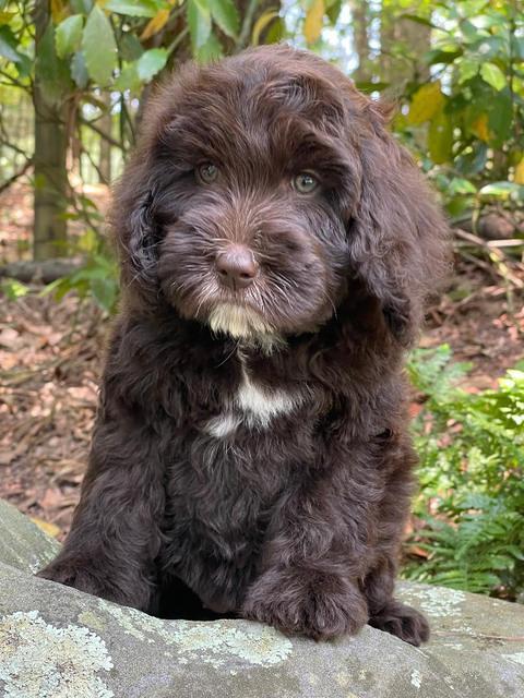 Rosie Gambler 8 wks old 211