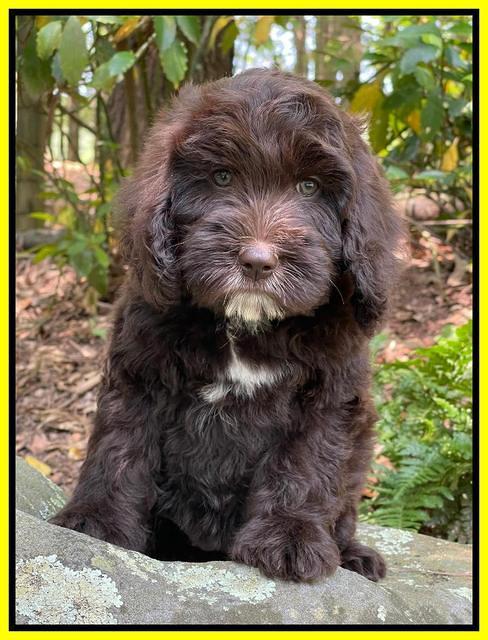 Rosie Gambler 8 wks old 221