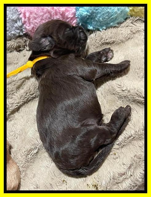 Rosie Gambler ONE WK OLD pups 151