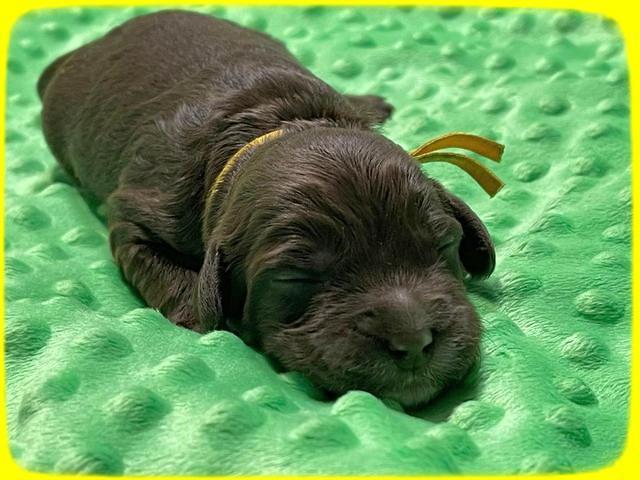 Rosie Gambler ONE WK OLD pups 301