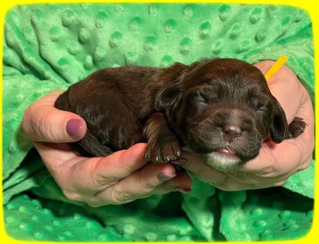 Rosie Gambler ONE WK OLD pups 311