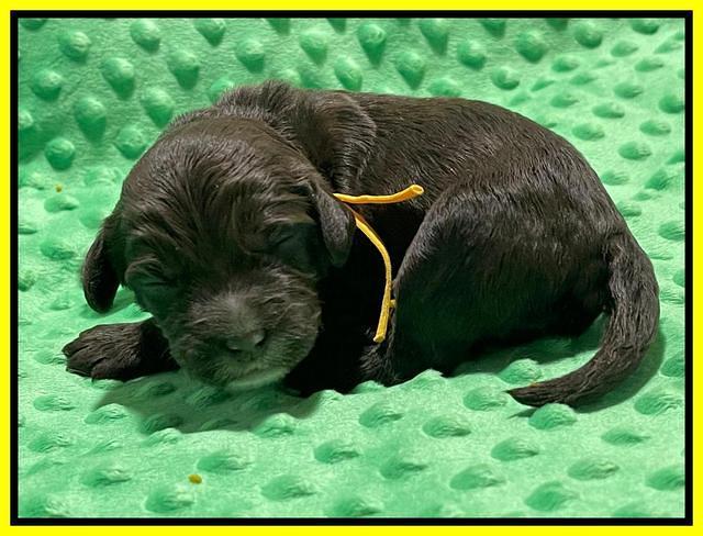 Rosie Gambler ONE WK OLD pups 321