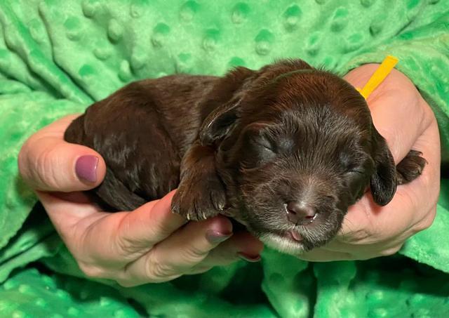 Rosie Gambler ONE WK OLD pups 331
