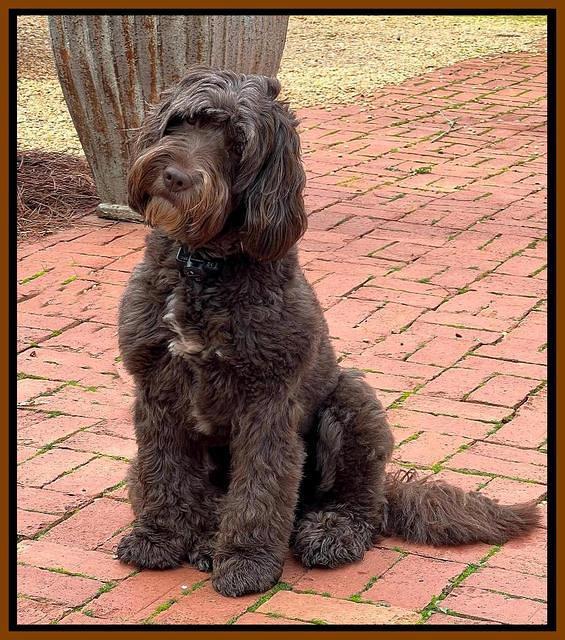 Rosie sit on bricks 3