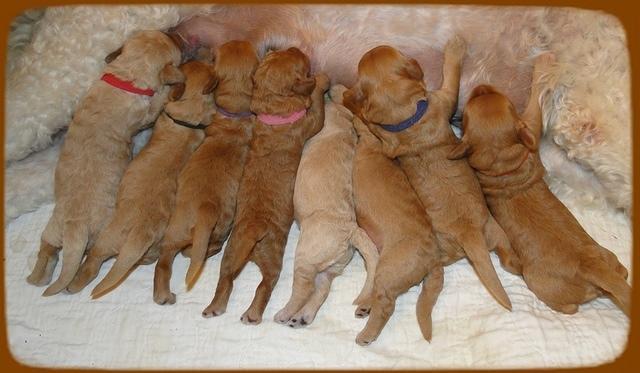 SR pups 1 wk old 40